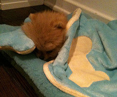 Kelly Osbourne's New Dog Died Kelly Osbourne's New Dog Died