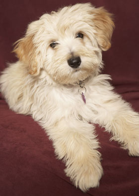 Havanese Trivia