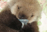 Pictures of Baby Otter Pictures of Baby Otter