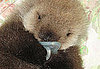 Baby Otter