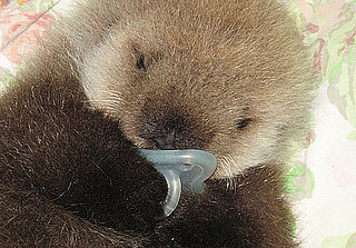 Pictures of Baby Otter