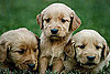 Male Dogs vs. Female Dogs