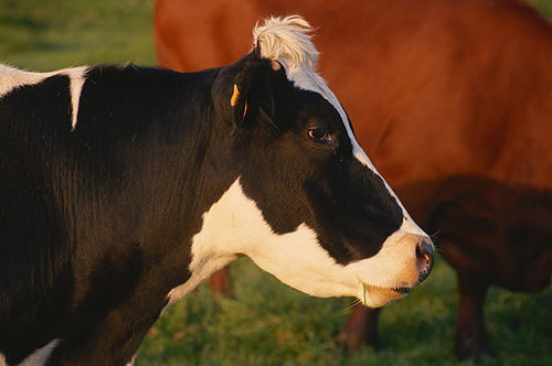Wine-Fed Beef: Even Better Than Grass-Fed Beef?
