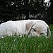 (Daisy) Scout