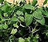 What Is Nepitella?