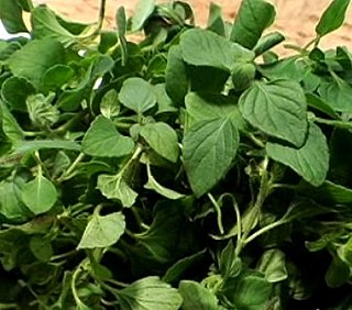 What Is Nepitella?