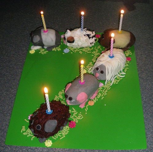 Party Pets