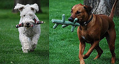 Kong Fetch Stix Kong Fetch Stix
