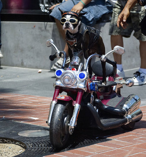Cool or Crazy: Dogs on Hogs? Cool or Crazy: Dogs on Hogs?