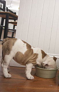 Eukanuba Dog Food Recall, Iams Cat Food Recall, and Iams Dog Food Recall