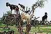How Goats Climb Trees and Help Produce Argan Oil