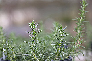 Can You Recognize Herbs Growing in the Wild?