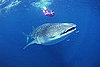 Have You Ever Seen a Shark?