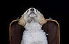 Dogs Died on American Airlines Flight