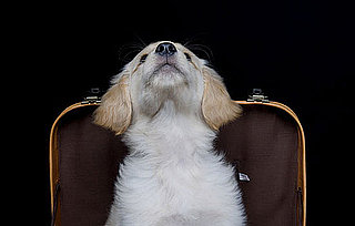 Dogs Died on American Airlines Flight