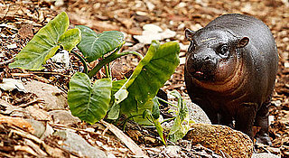 Pictures of Pygmy Hippo Kambiri at Taronga Zoo