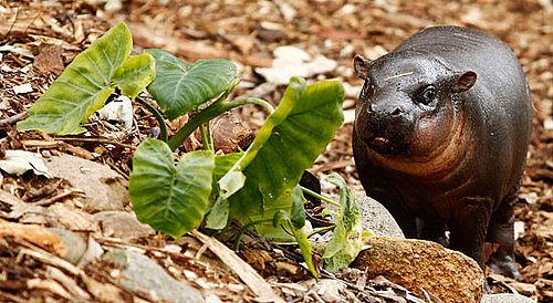 Pictures of Pygmy Hippo Kambiri at Taronga Zoo