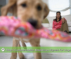 Communication Breakdown: 6 Signals That Stump Your Dog Communication Breakdown: 6 Signals That Stump Your Dog
