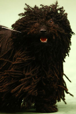 Puli Trivia