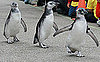 March of the Baby Penguins!