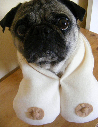 Boasty and Toasty? Boasty and Toasty?