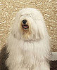 Old English Sheepdog Trivia