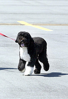 Pictures of Bo Obama in Martha's Vineyard