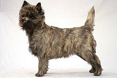 Cairn Terrier Trivia Cairn Terrier Trivia