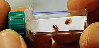 Facts About Bed Bugs and Kids