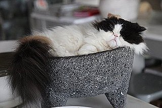 Pictures of Martha Stewart's Cat