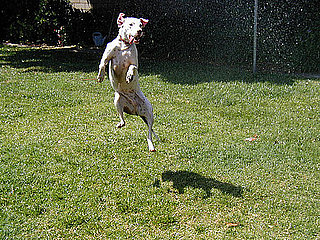 Picture of a Dog in Sprinkler