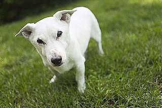 How Dog Breeds Get Named