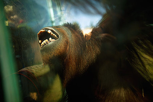 National Zoo Orangutan Exhibit Is Hands-On Fun