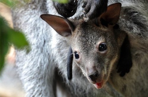 What's the Difference Between Kangaroos and Wallabies?