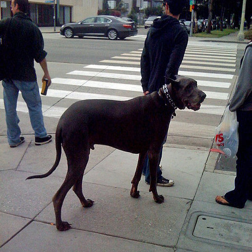 Gorgeous Giant Dog Spotted in LA!