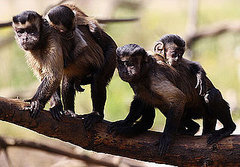 Pictures of Baby Capuchin Monkeys