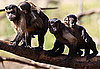 Capuchin Monkeys