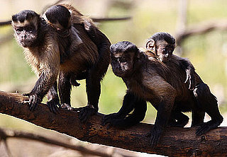 Pictures of Baby Capuchin Monkeys