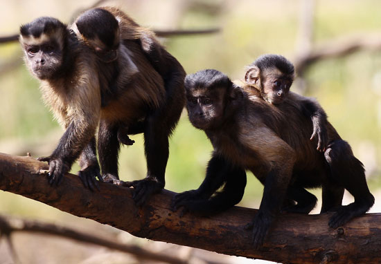 Capuchin Monkeys Capuchin Monkeys