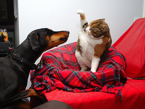 How to Deal With Your Pets Fighting