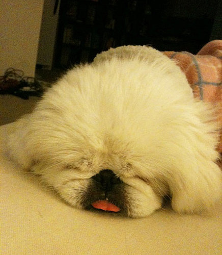 Facts About Pekingese