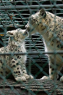 Pictures of Snow Leopards