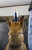 How Can I Train My Dog