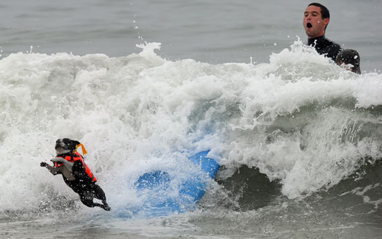 2010 Surf City Surf Dog Competition in Huntington Beach