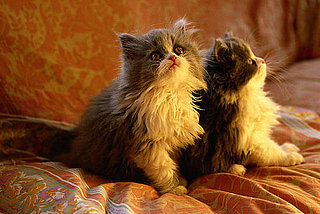 Names For Pets