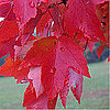 What Plants Are Poisonous to Pets and What Foods Are Poisonous to Pets