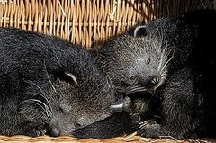 What Is a Bearcat?
