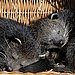 Meet Morotai and Patani