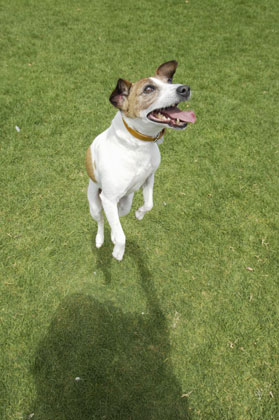 How Do I Make My Dog Stop Jumping?