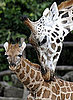 Hi Shani! Naema and the LA Zoo Welcome Masai Giraffe Calf